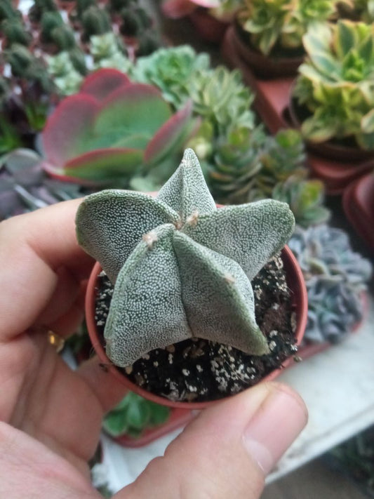 Astrophytum Myrostigma Planta Suculenta_0