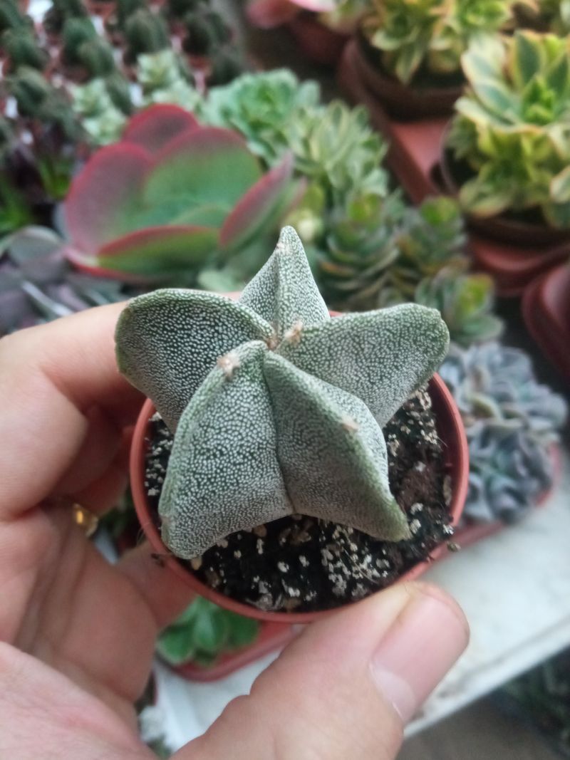 Astrophytum Myrostigma Planta Suculenta