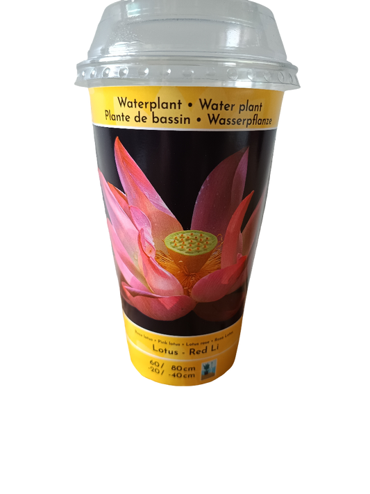 Loto Variedad Red Li Planta Acuatica Semilla Para Plantar