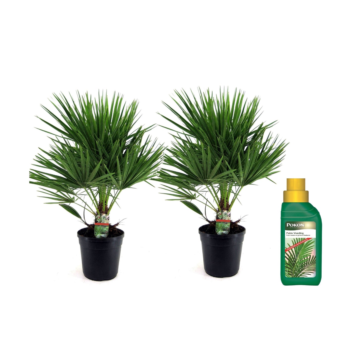 Palmito - 2 Pzs - Chamaerops Humilis - Altura 70-80cm - ⌀21cm