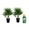 Palmito - 2 Pzs - Chamaerops Humilis - Altura 70-80cm - ⌀21cm