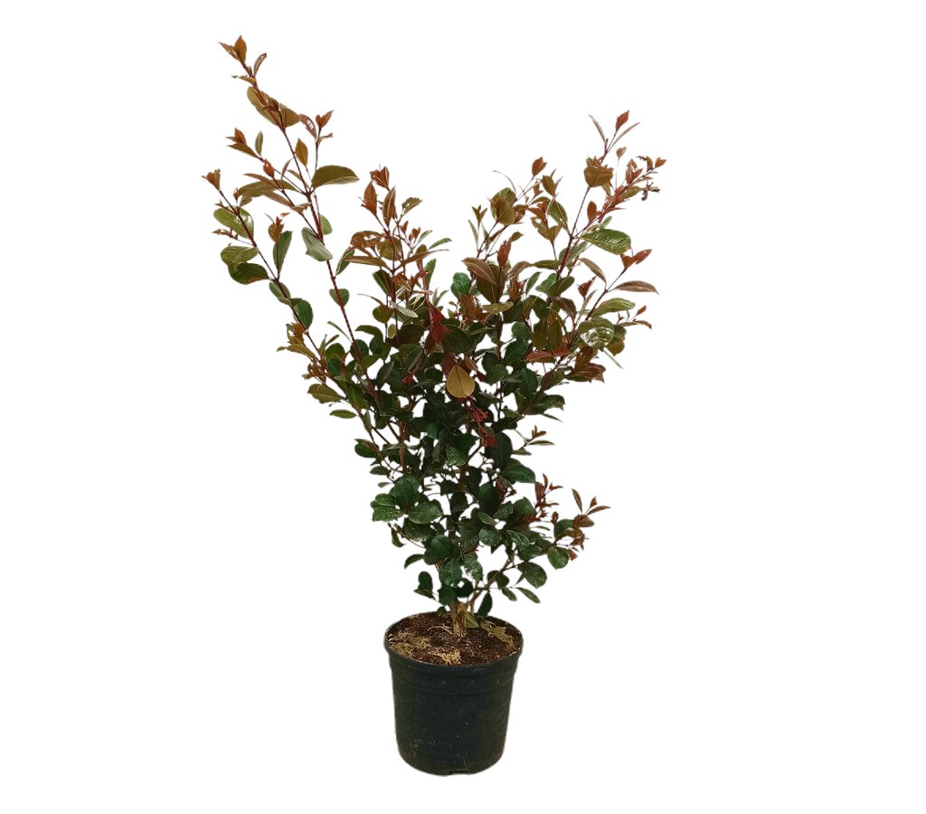 Eugenia Etna Fire M19 80cm_0