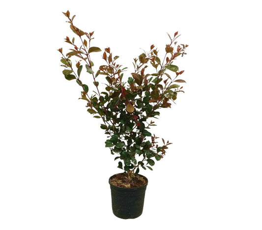 Eugenia Etna Fire M19 80cm_0