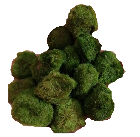 Lote 10 Bolas Marimo Moss Cladophora 2-3 Cm