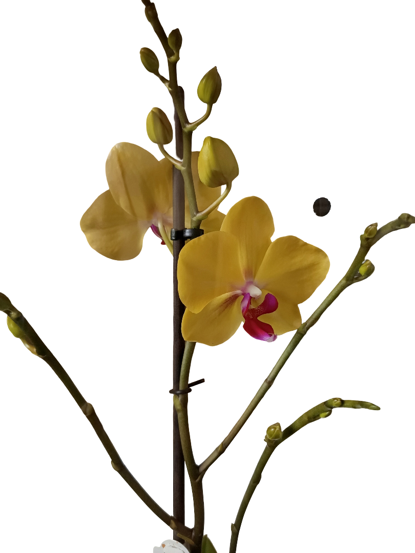 Orquidea Phalaenopsis De Color Surtido Ø12 - 60 Cm - Sin Flor_1
