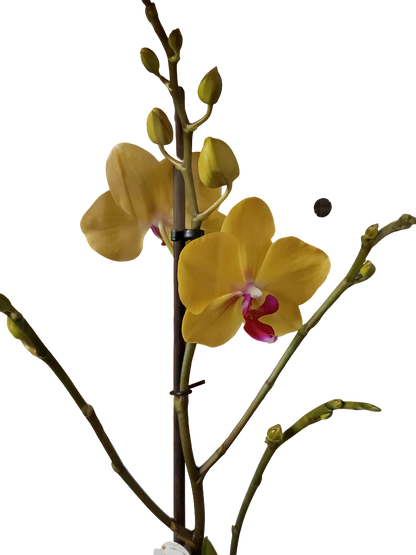 Orquidea Phalaenopsis De Color Surtido Ø12 - 60 Cm - Sin Flor_1