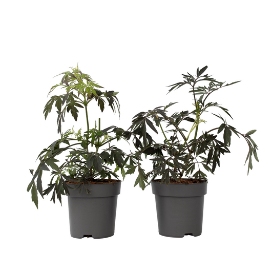 Saúco - 4 Pzs - Sambucus Nigra 'black Lace' - Altura 25-40cm - ⌀17cm_0