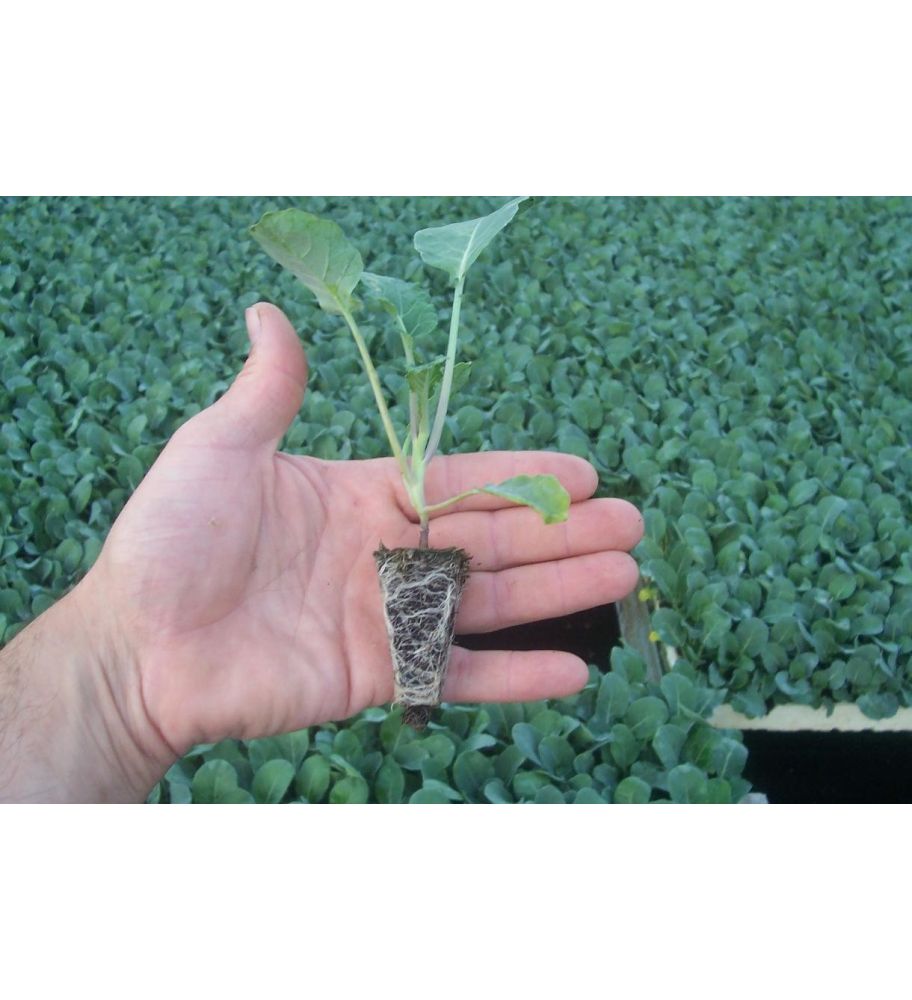 Plantón Brócoli (10 Unidades)_1
