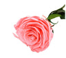 Mundo Eterno Rosa Preservada Rosa 35cm