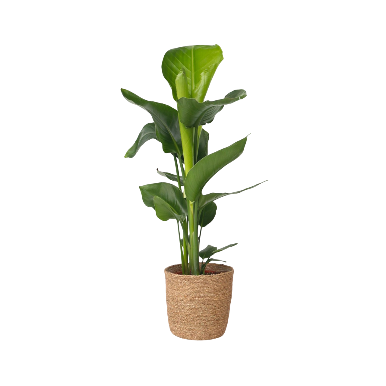 Flor Ave Del Paraíso - Strelitzia Nicolai - Altura 55-70cm - ⌀17cm_0