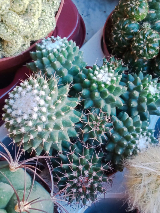 Planta Cactus Mammilaria Compressa Ø8 Cm_0
