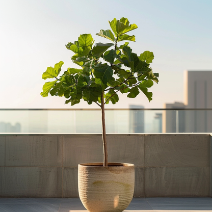 Higuera - Ficus Carica - Altura 70-90cm - ⌀21cm_1