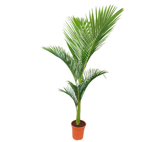 Archontophoenix Alexandrae M24 140-160cm (palmera De Alejandría)_0