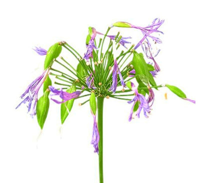 Agapanthus Africano Azul M17 80-100cm_1