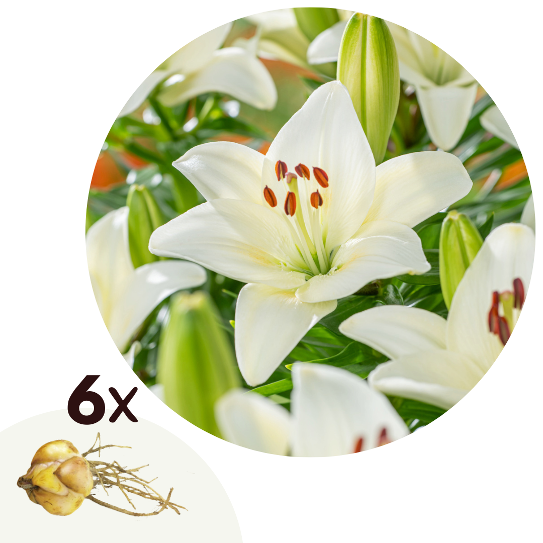 Lirio - 6 Pzs - Lilium Asiatic 'happy Ice' - Cepellones - Blanco_0