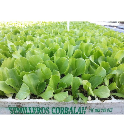 Plantón Lechuga Iceberg (10 Unidades)_1