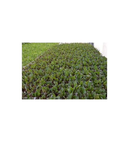 Plantón Remolacha De Mesa (10 Unidades)_1