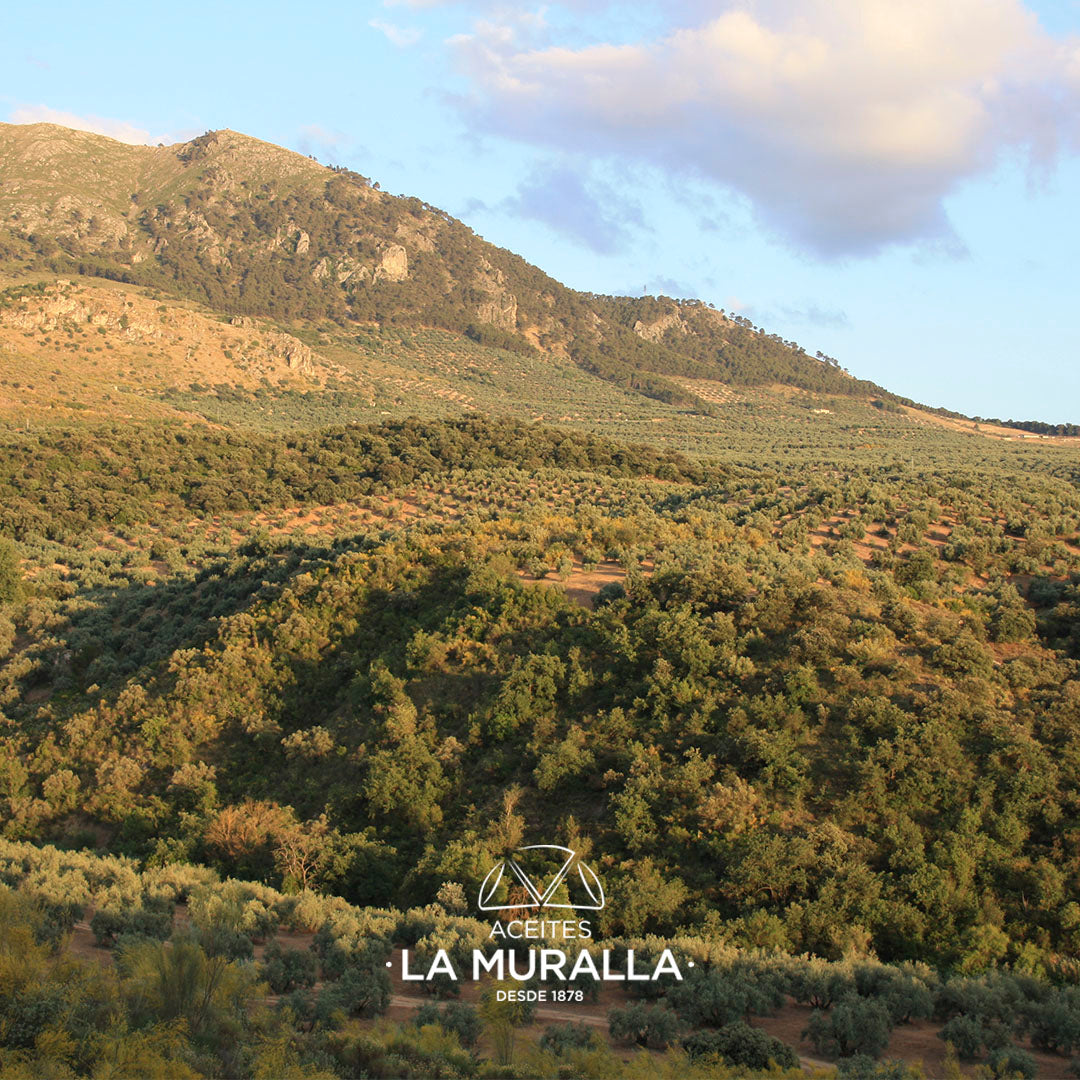 Cortijo La Muralla | Aceite De Oliva Virgen Extra |  Variedad Arbequina |  Botella 2 L (caja de 8)_5