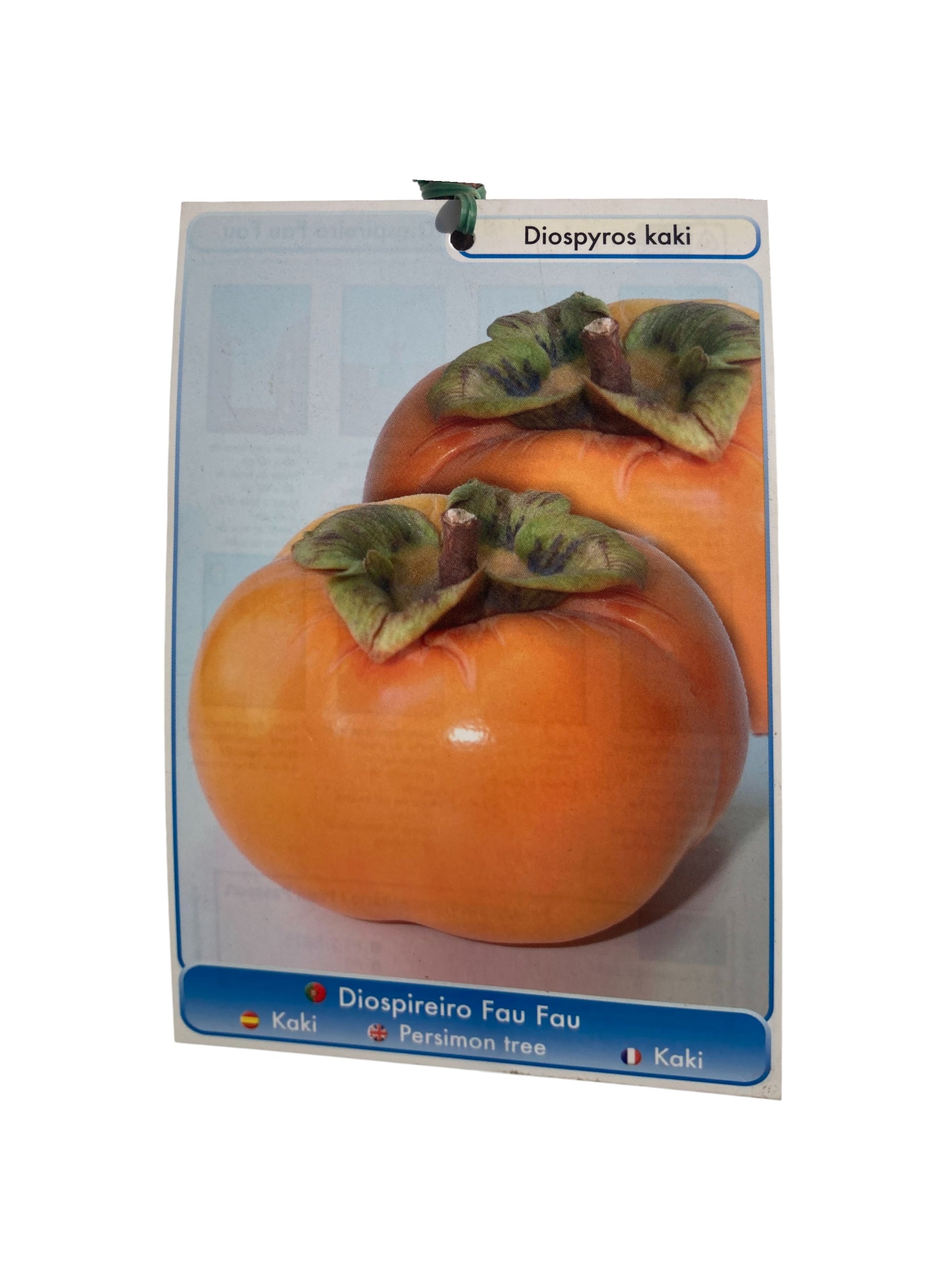 Frutal Kaki Fau Fau Cepellón 140 CM_1