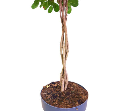 Ficus Moclame Trenzado M27 110cm_1