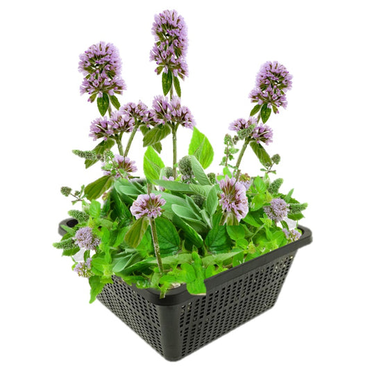 Menta Acuática Mentha Aquatica Estanque - Set 4 Plantas Con Cesta Y Sustrato_0