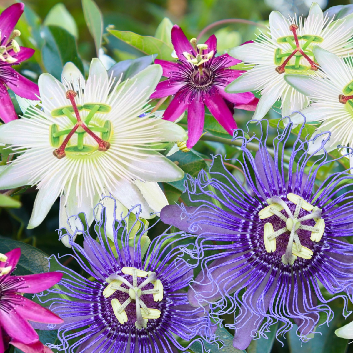 Granadilla - 6 Pzs - Passiflora Hybridum - Altura 25-40cm - ⌀9cm_4