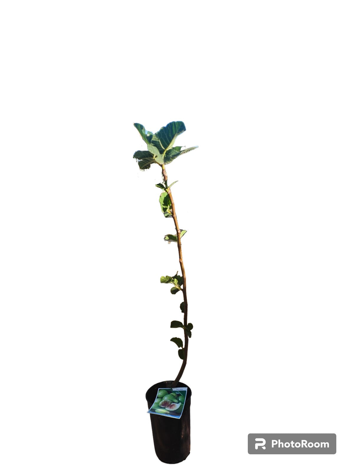 Higuera Blanca Maceta_0