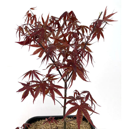 Acer Palmatum Atropurpureum 11lt 50cm_1