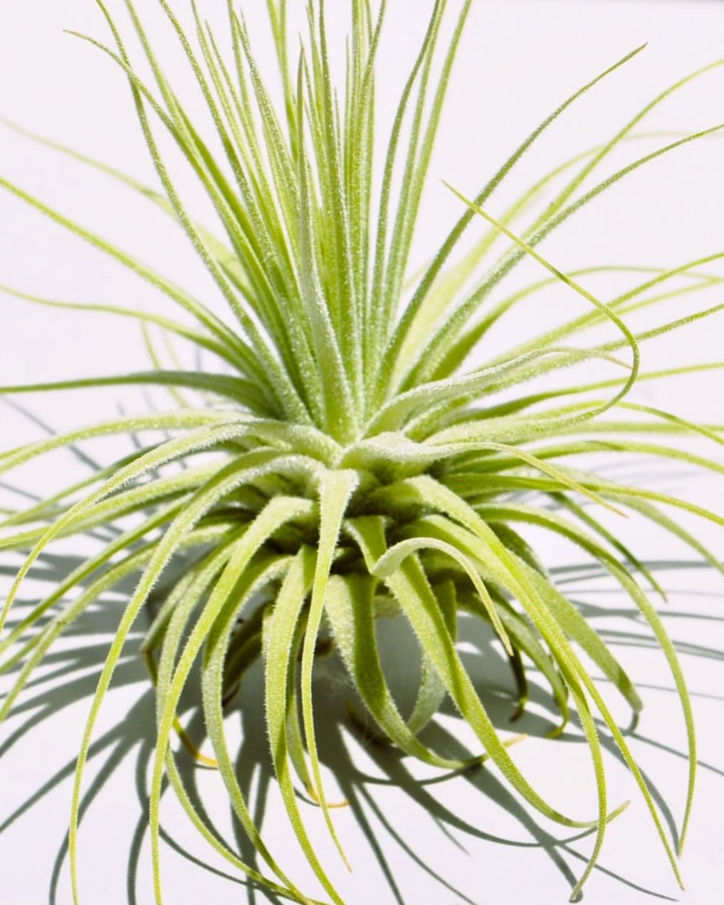 Tillandsia magnusiana; planta del aire, hojas finas y alargadas; Curiosarium; altura 10-12 cm, diámetro 15-20 cm_0