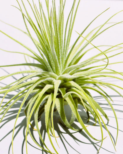 Tillandsia magnusiana; planta del aire, hojas finas y alargadas; Curiosarium; altura 10-12 cm, diámetro 15-20 cm_0