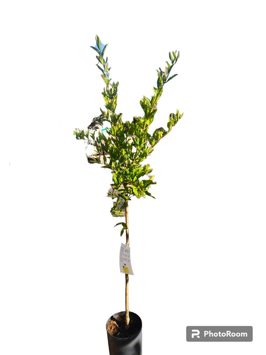 Granado Mollar Maceta_0