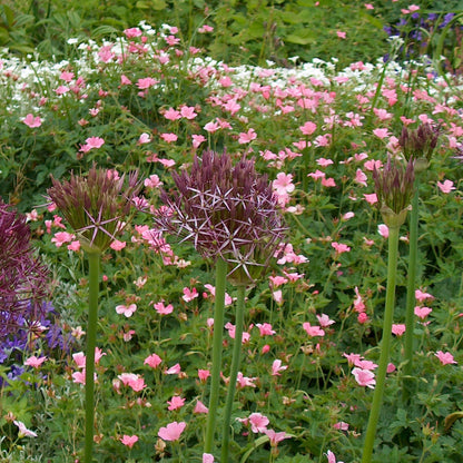 Estrelle De Persia - 15 Pzs - Allium 'christophii' - Bulbos De Flores - Púrpura