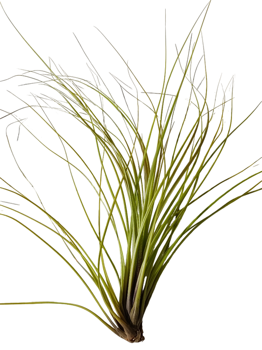 Tillandsia Festucoides Clavel Del Aire Planta Natural_0