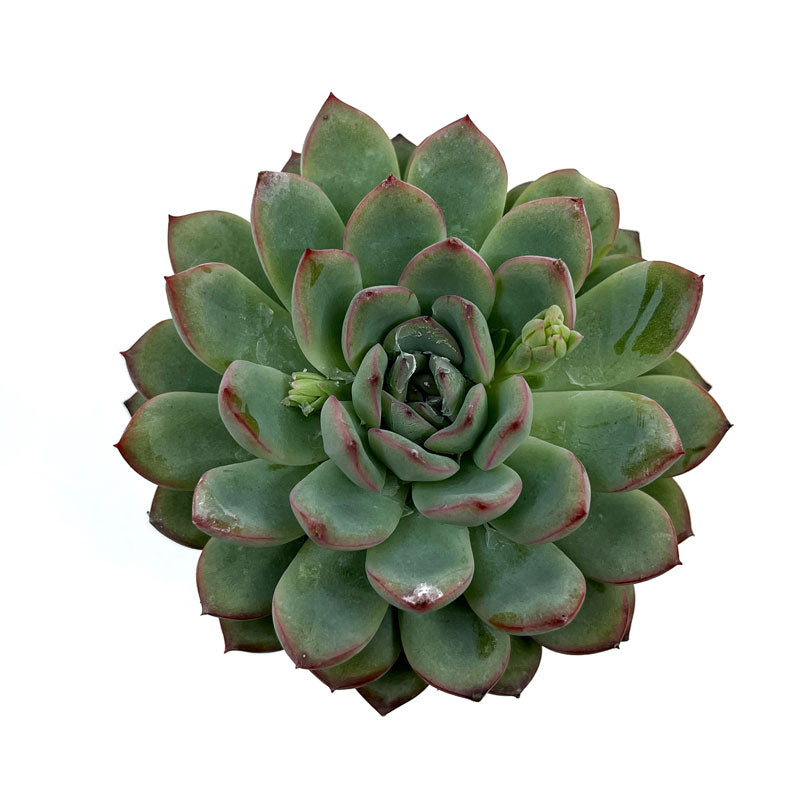 Echeveria Apus Cactus Y Suculentas M8,5 cm Ø_1