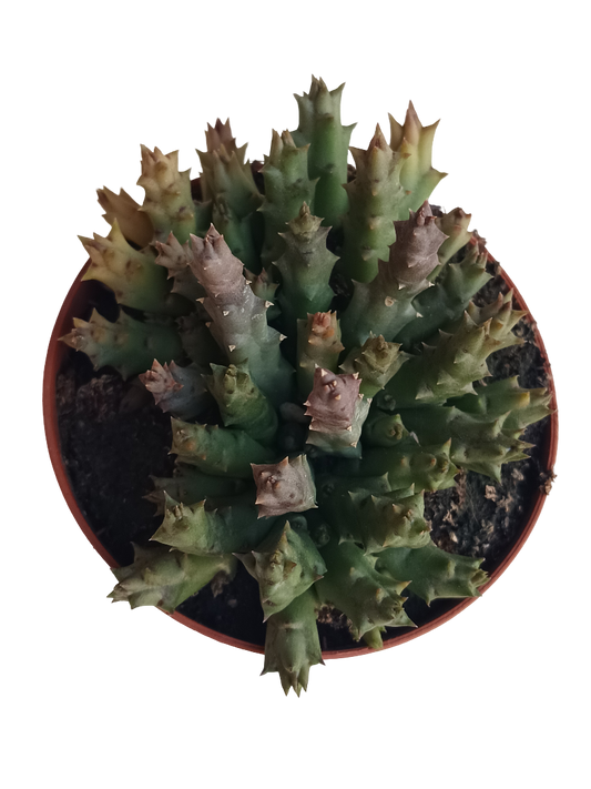 Orbea Variegata Stapelia Planta Suculenta Flor Ø8_0