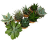 Agave Mix M11 (unidad)