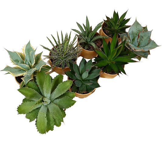 Pack 8 Agaves Variados M11
