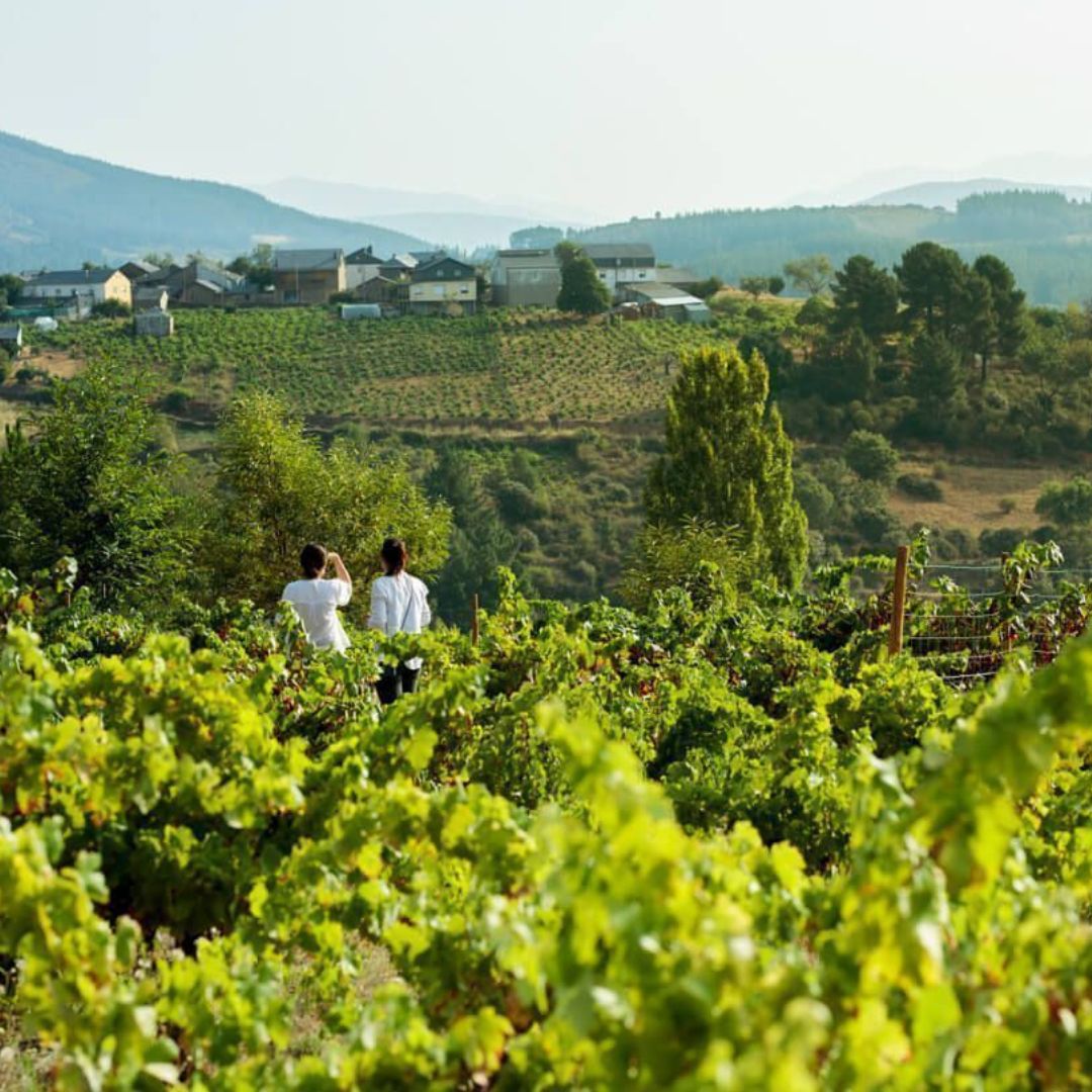 Vino Blanco - Las Galochas - Doña Blanca 2021 - Bierzo_1