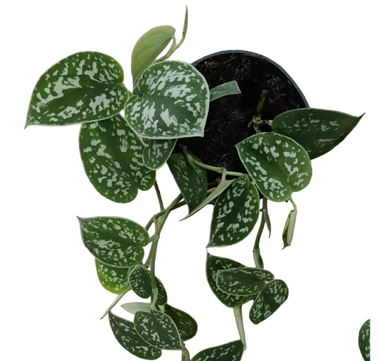 Scindapsus Pictus Argyreus Hoja Pequeña Ø12_0