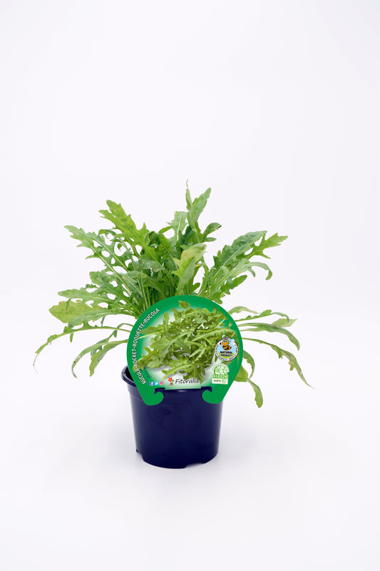 Plantón Rúcula En Maceta 10,5 Cm. Natural - Fitoralia