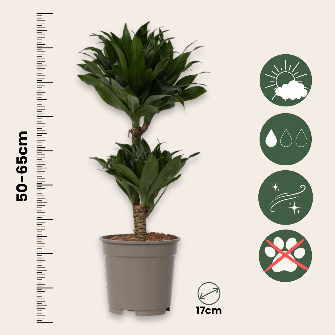 Drácena - 2 Pzs - Dracaena Surculosa - Altura 50-65cm - ⌀17cm_2