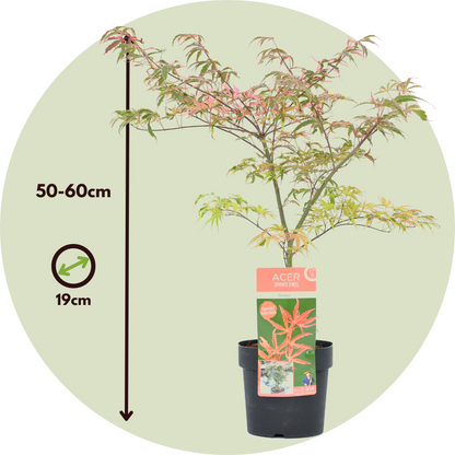 Arce Japonés - 2 Pzs - Acer Palmatum 'shirazz' - Altura 50-60cm - ⌀19cm_2