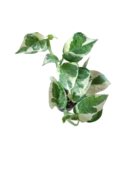Potho Njoy Planta De Interior Colgante Ø5 Cm_0