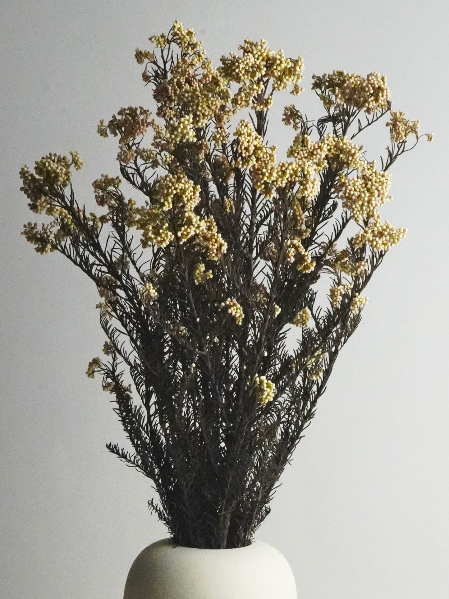 Flor De Arroz Preservado