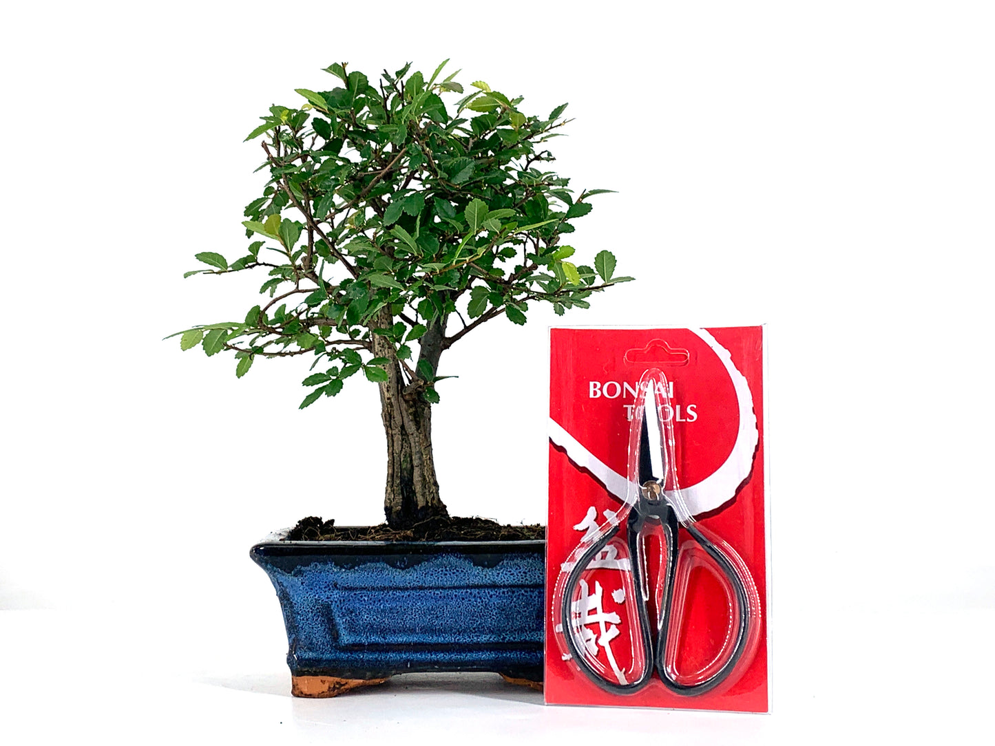 Pack Bonsái Zelkova 5 Años + Tijera