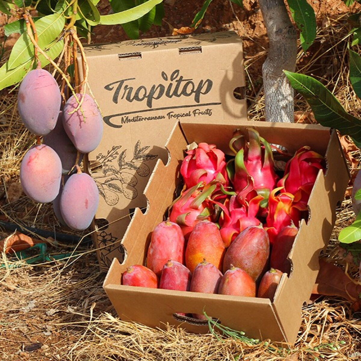 Mix Mangos Y Pitahaya Rosa - Caja De 4kg (2kg De Cada)_4