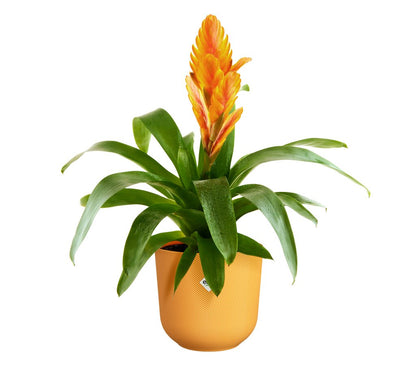 Elho Jazz Round Macetero Amarillo Ámbar 14cm