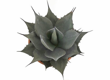 Agave Havardiana M30 40cm_1