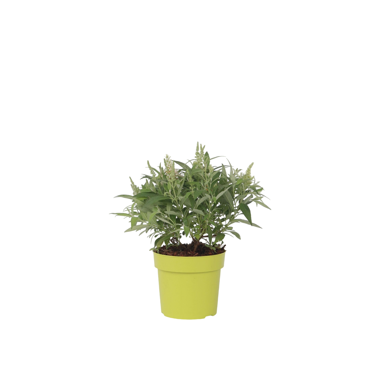 Budleia - Buddleja Davidii 'candy' - Altura 30-40cm - ⌀19cm_0