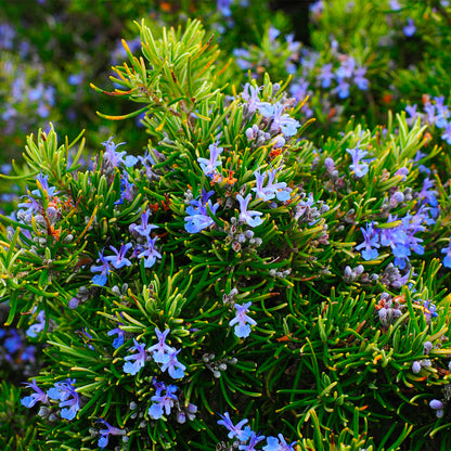 Maceta Romero Alto 10,5 Cm - Plantabo_1